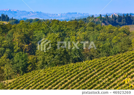 tuscany landscape with vineyards rows 46923269