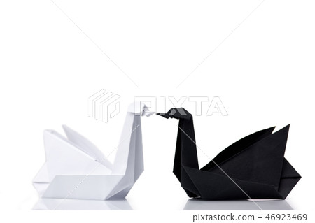 White and black swans White and black swans 46923469