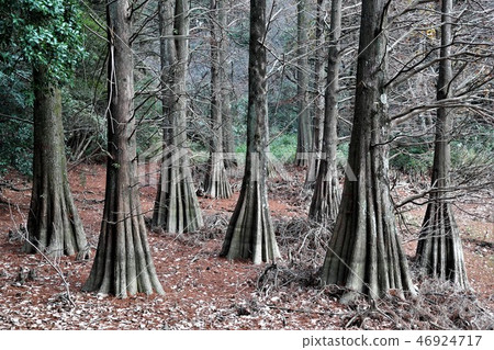 Ochiha Matsunomori 46924717