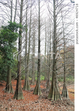 Ochiha Matsunomori 46924718