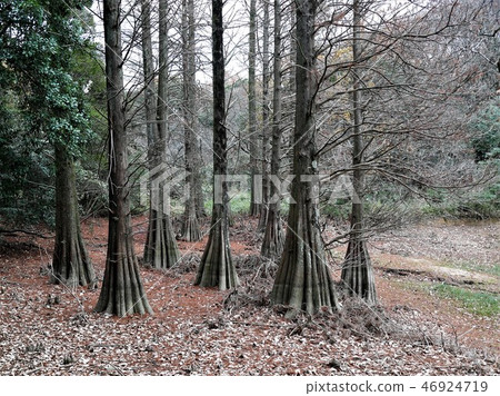 Ochiha Matsunomori 46924719