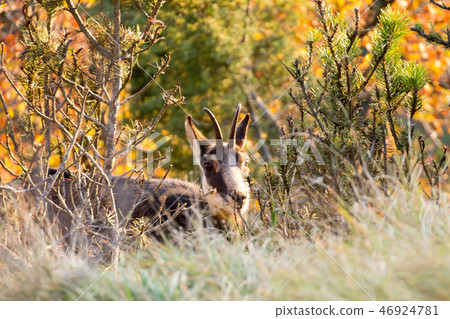 Chamois from Italian Alps 46924781