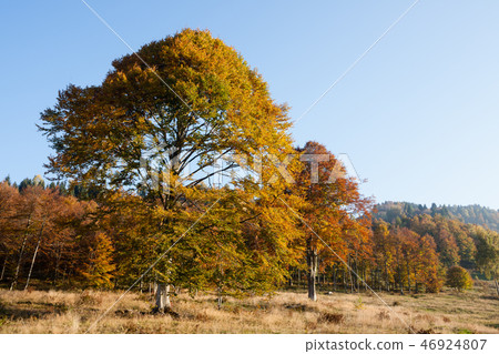 Trees in autumn season background. Autumn 46924807