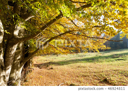 Autumn lansdscape Autumn lansdscape 46924811