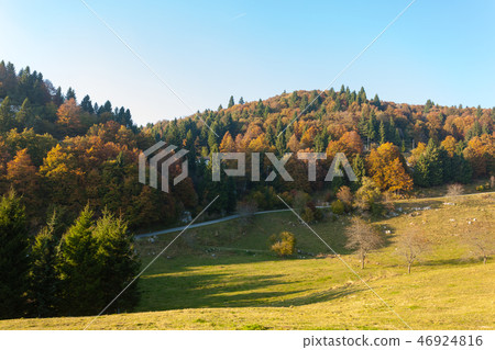 Trees in autumn season background. 46924816
