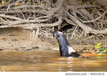Giant otter from Pantanal, Brazil Giant otter from Pantanal, Brazil 46924828
