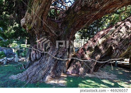 [Shodoshima Special Natural Monument] Shinjok of Hoshoin (Makoto of Hoshoin) 46926037