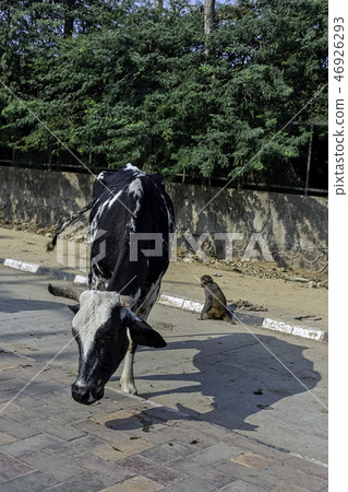 Streat of New Delhi with wild monkeys and cow Streat of New Delhi with wild monkeys and cow 46926293
