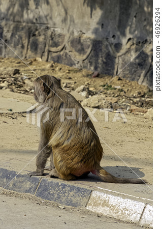 Streat of New Delhi with wild rhesus macaque Streat of New Delhi with wild rhesus macaque 46926294