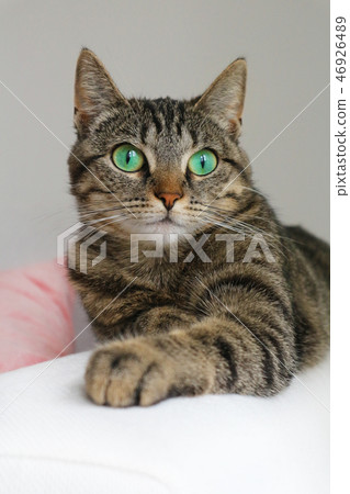 Cute tabby cat with green eyes lies on white couch. Cute tabby cat with green eyes lies on white couch. 46926489