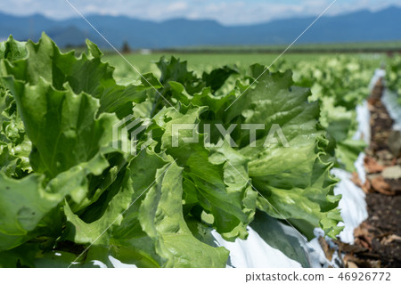 Showa-mura highland lettuce in Gunma prefecture (August) Showa-mura highland lettuce in Gunma prefecture (August) 46926772