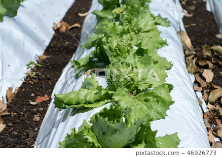 Showa-mura highland lettuce in Gunma prefecture (August) Showa-mura highland lettuce in Gunma prefecture (August) 46926773