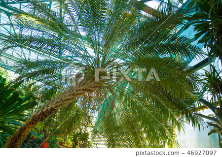 Tropical palm 46927097