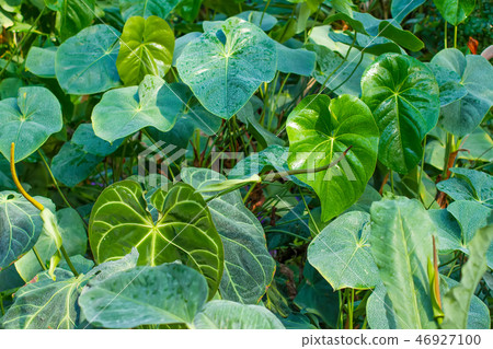 Tropical plant. 46927100