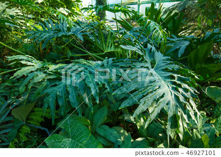 Various tropical plants. 46927101