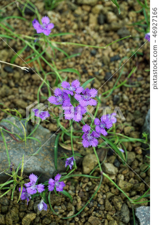 Shinano Nadesico 46927166