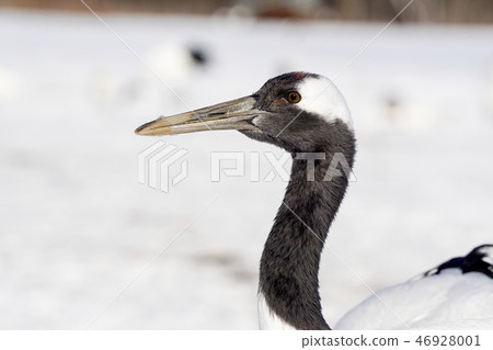 Dansha Cran Akan國際起重機中心 Dansha Cran Akan國際起重機中心 46928001