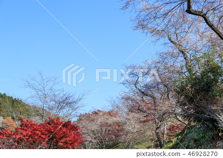 大原四季櫻花和紅葉愛知 46928270