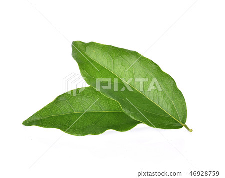 Yanang leaf isolated on white background 46928759
