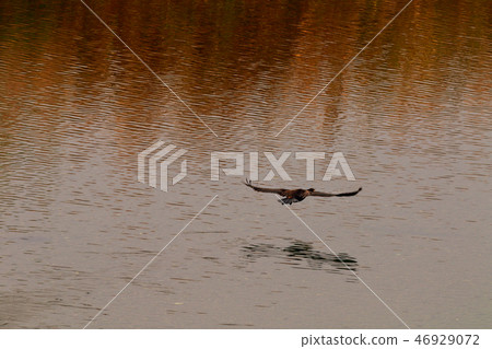 Wild bird Wild bird 46929072