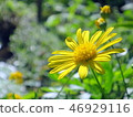 Symbol of the joy of the golden chrysanthemum 46929116