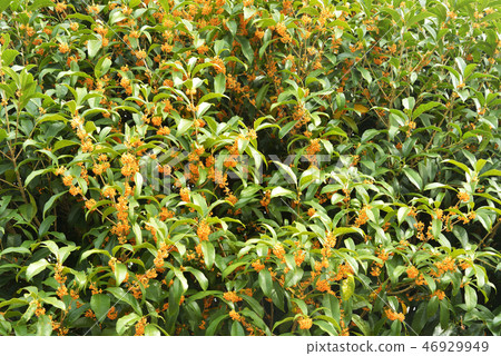 Kinmokusei花 46929949