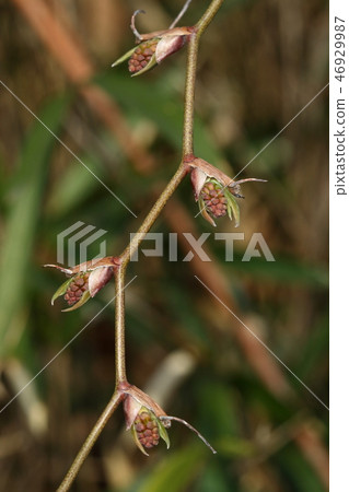 Nature Plants Salty rose, winter buds. In the middle of March, the winter buds that are dotted on the brows swell Nature Plants Salty rose, winter buds. In the middle of March, the winter buds that are dotted on the brows swell 46929987