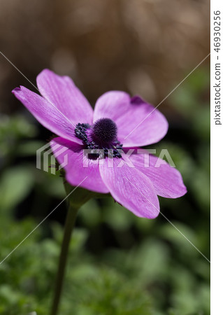 Flowers of anemone Flowers of anemone 46930256