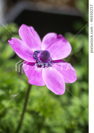 Flowers of anemone Flowers of anemone 46930257