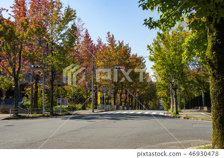 秋天,十字路口 秋天,十字路口 46930478