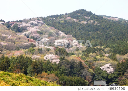 在Tateshiyama的山櫻花 46930508