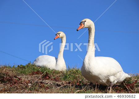 Swans and blue sky Swans and blue sky 46930682