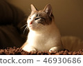 貓睡覺 46930686