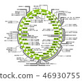 Yamanote Line Diagram (Transfer Line and Line Name) 46930755