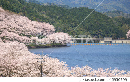Cherry blossoms and dams 46930799