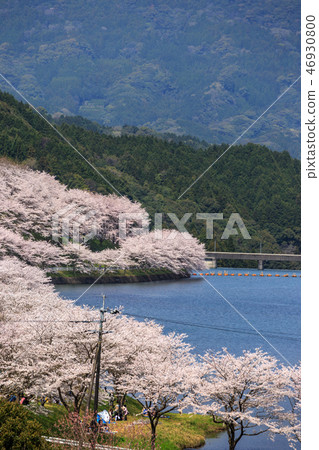 Cherry blossoms and dams 46930800