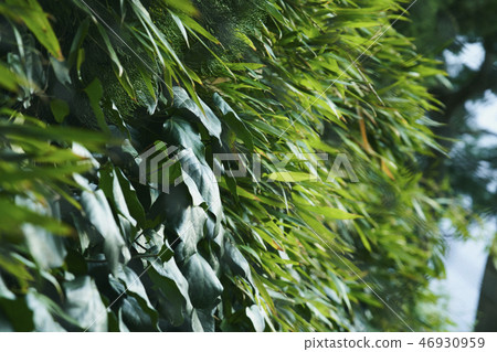 植物冬天晴朗 植物冬天晴朗 46930959