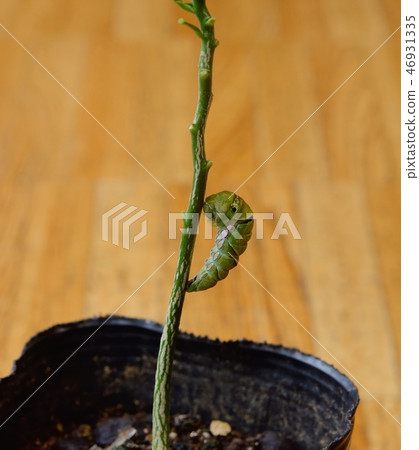 Namiagoeha的前蛹（就在化蛹之前） 46931335