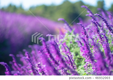 紫水晶聖人 紫水晶聖人 46932003