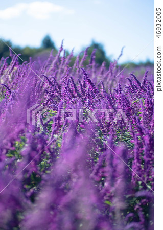 紫水晶聖人 紫水晶聖人 46932005