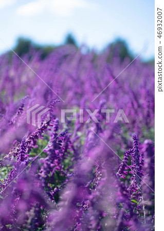 紫水晶聖人 46932007