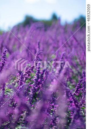 Amethyst Sage Amethyst Sage 46932009