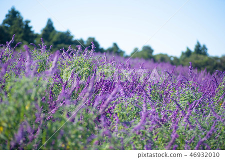 紫水晶聖人 46932010