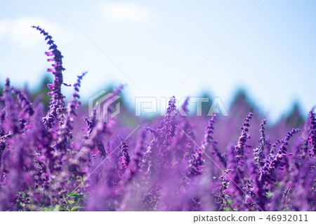 紫水晶聖人 紫水晶聖人 46932011