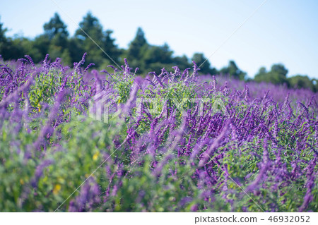 Amethyst Sage Amethyst Sage 46932052