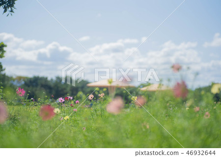 Cosmos field Cosmos field 46932644
