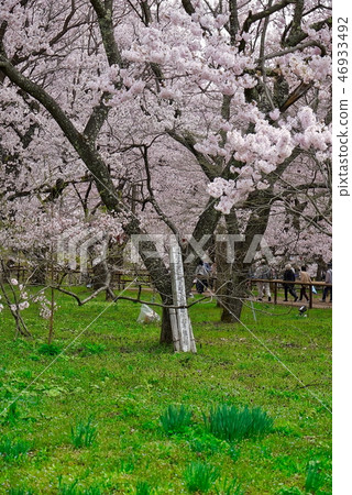 Takamatsu Palace under the hand-planted cherry blossom _ Kotobune cherry blossoms of Takato Takamatsu Palace under the hand-planted cherry blossom _ Kotobune cherry blossoms of Takato 46933492