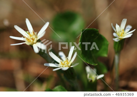Natural plant Sembongyari, often found in a sparsely forested floor with sunbeams 46935369