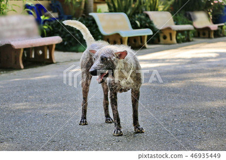 Dog that are sick are skin diseases. Dog that are sick are skin diseases. 46935449