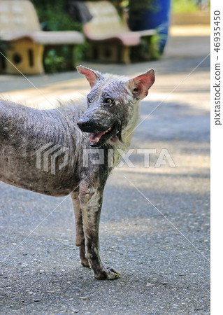 Dog that are sick are skin diseases. 46935450